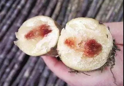 市面上看到的"红心甘蔗",就是甘蔗发生霉变之后的外在表征.